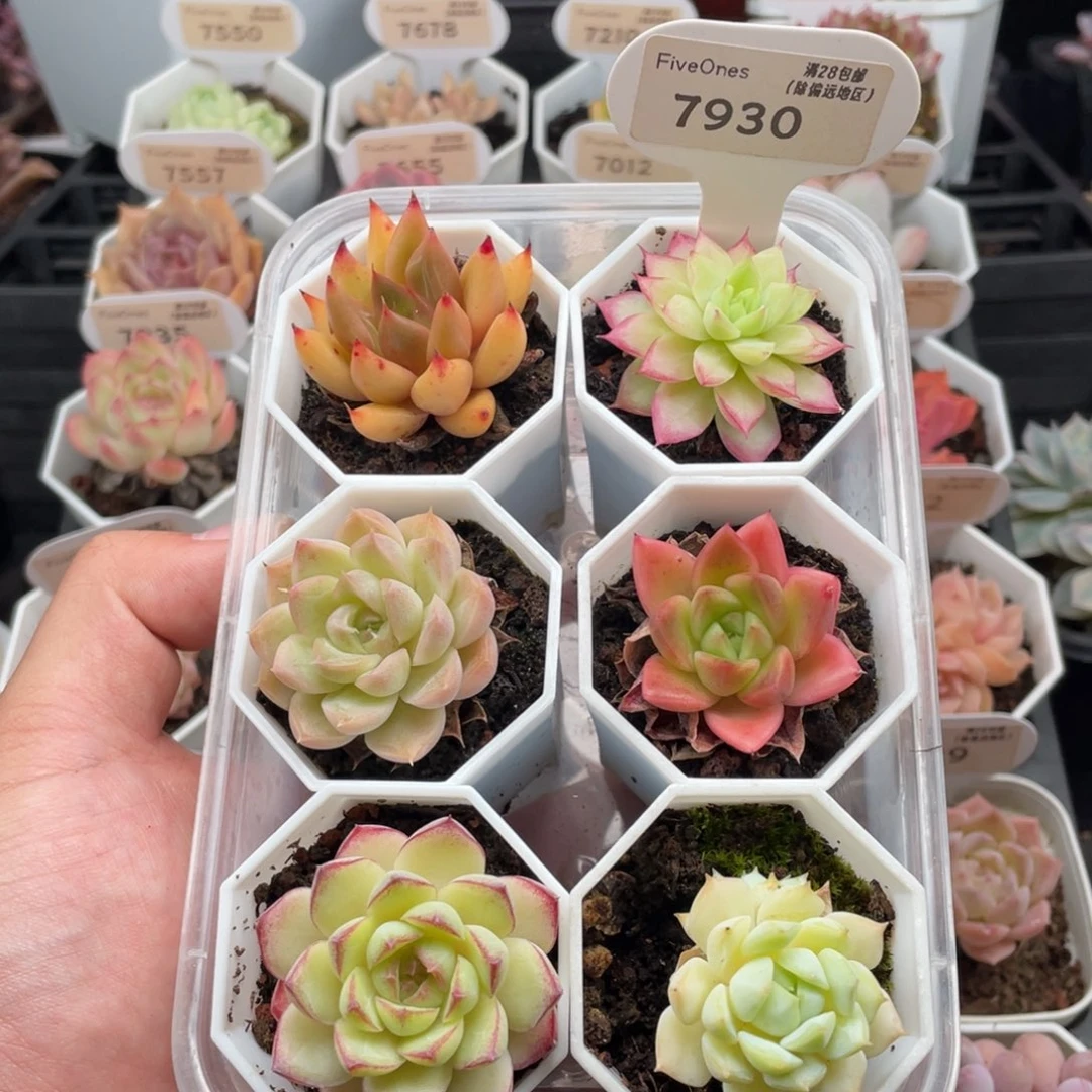 组合套餐共6颗7930