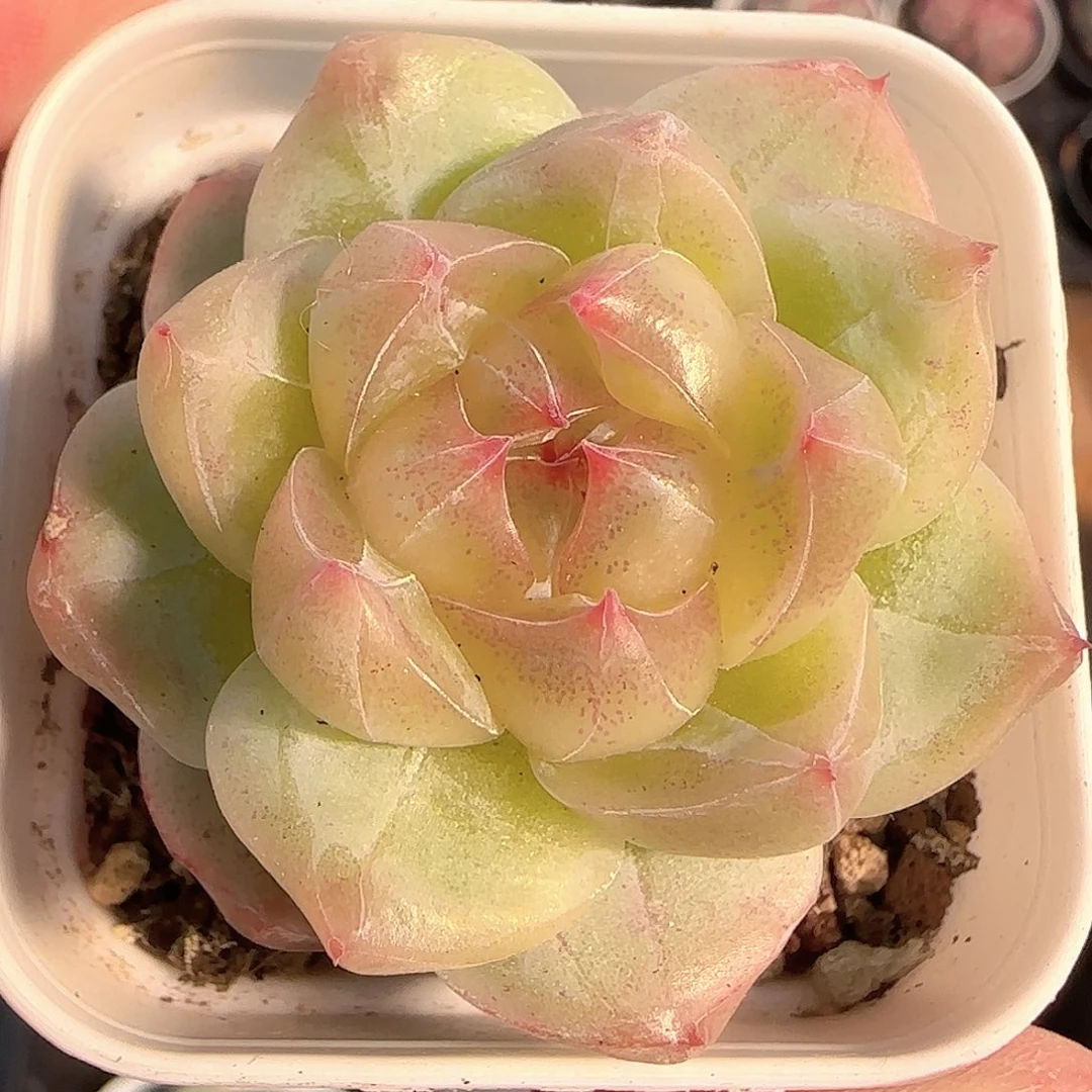 多肉1130-258钻石珍妮