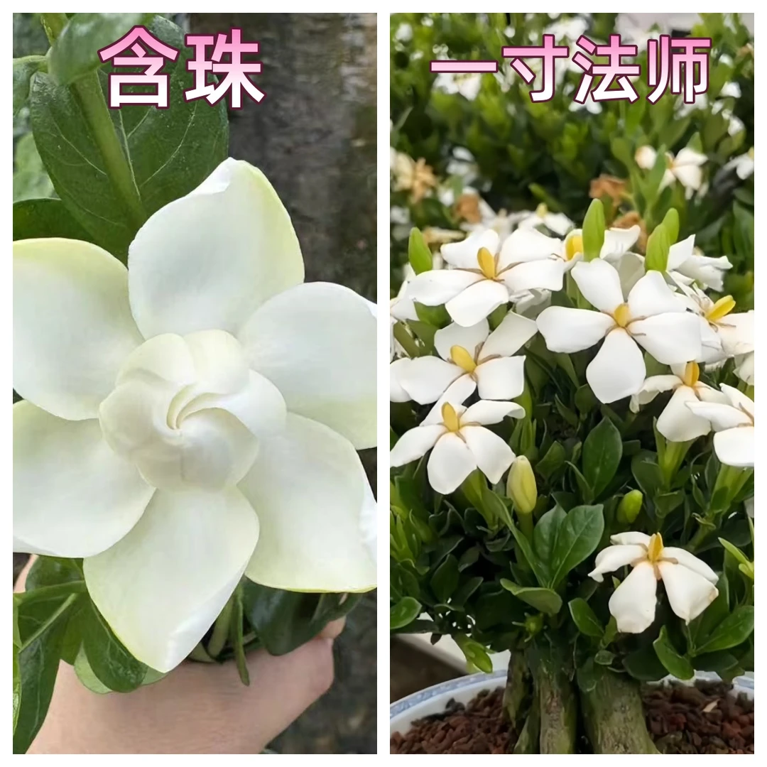 【含珠+一寸法师】栀子花贵货品种小叶浓香耐热绿植花卉室内外植物