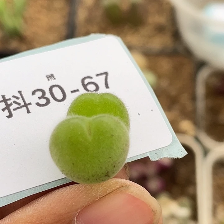 30-67毛翠滴多肉植物