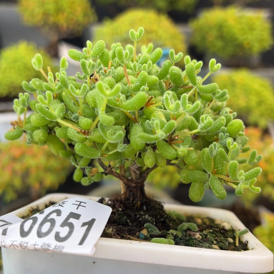 【闪购商品】dy6651精控翡翠翡翠8.5cm