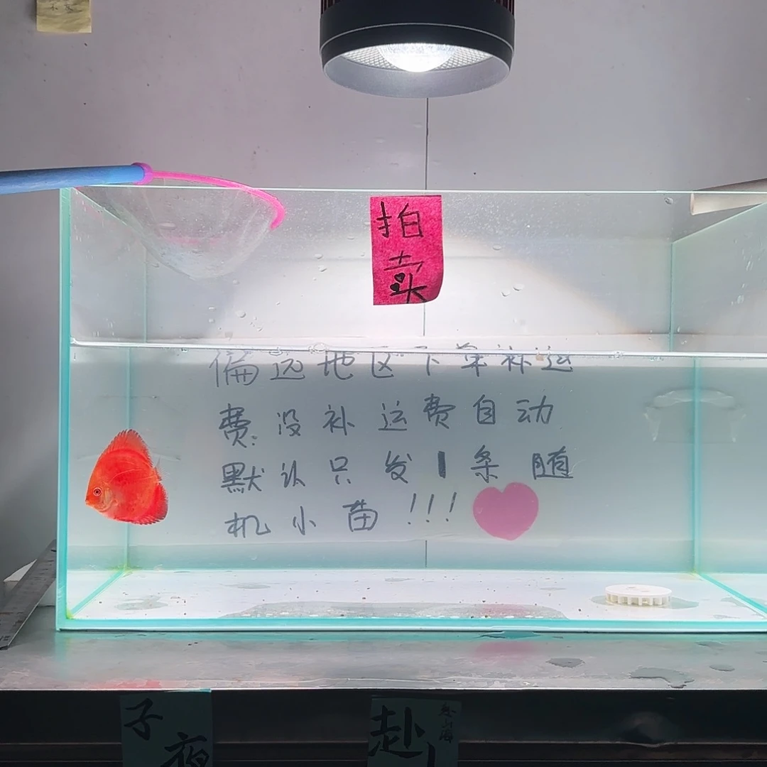 七彩神仙鱼肉身5偏远地区不拍