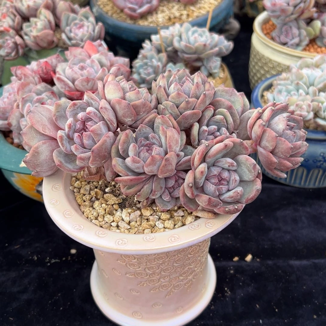 木***友111111111111