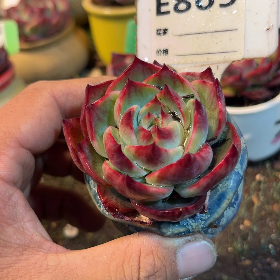 惊鸿一瞥869号多肉