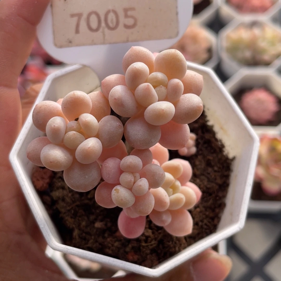 洛可可7005-4.5厘米