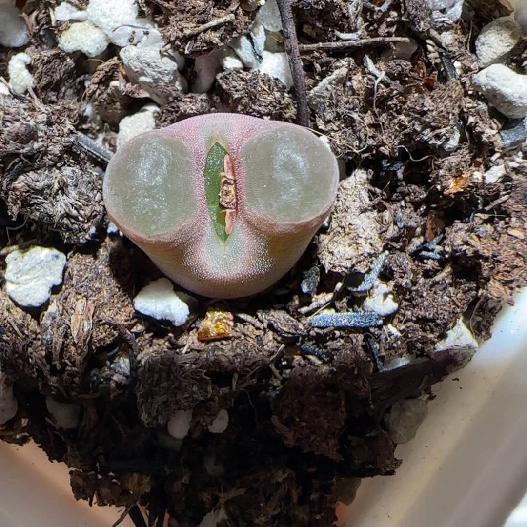 肉锥多肉植物百科-磁铁606