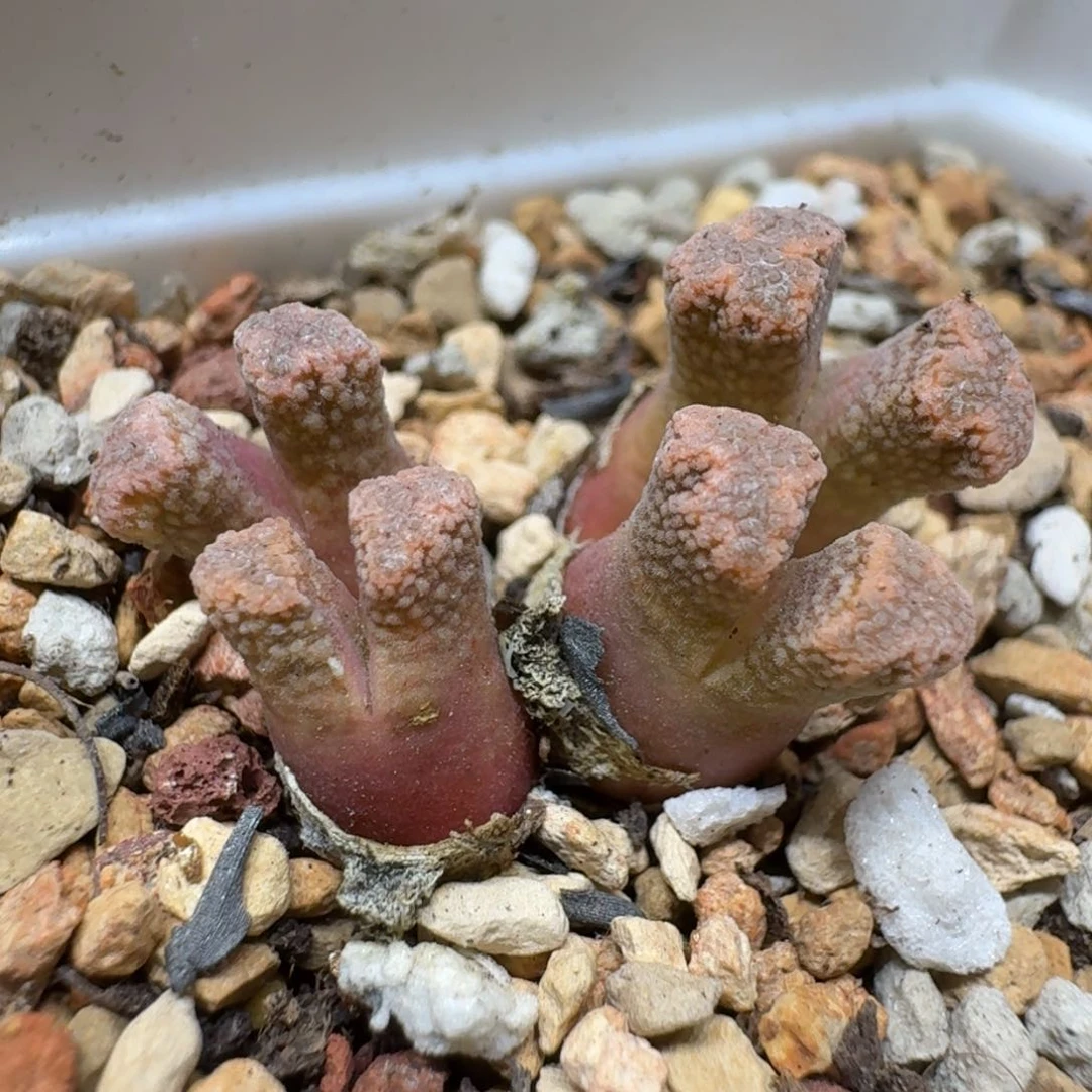 0124-52火柴肉锥肉锥