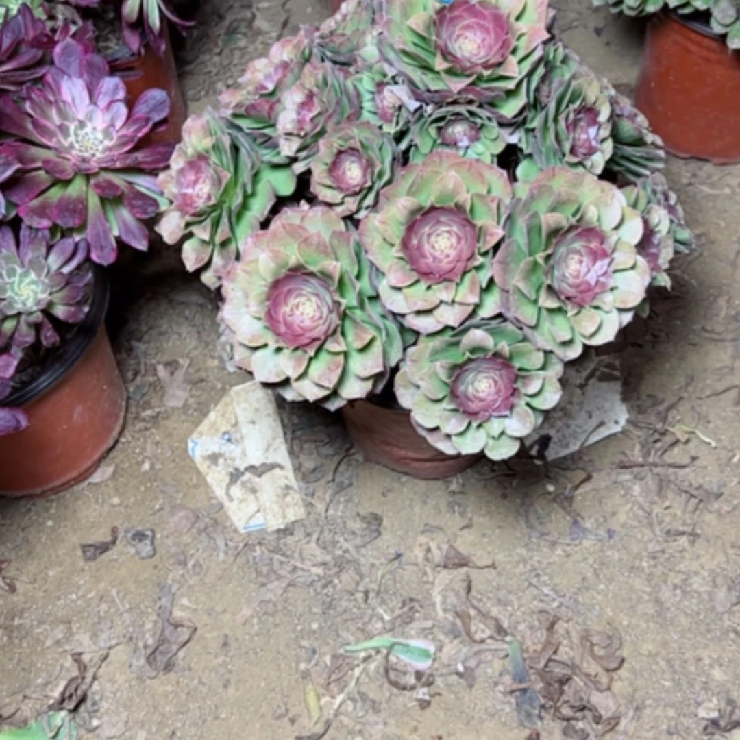 【闪购商品】陈*霞多肉植物万圣节47