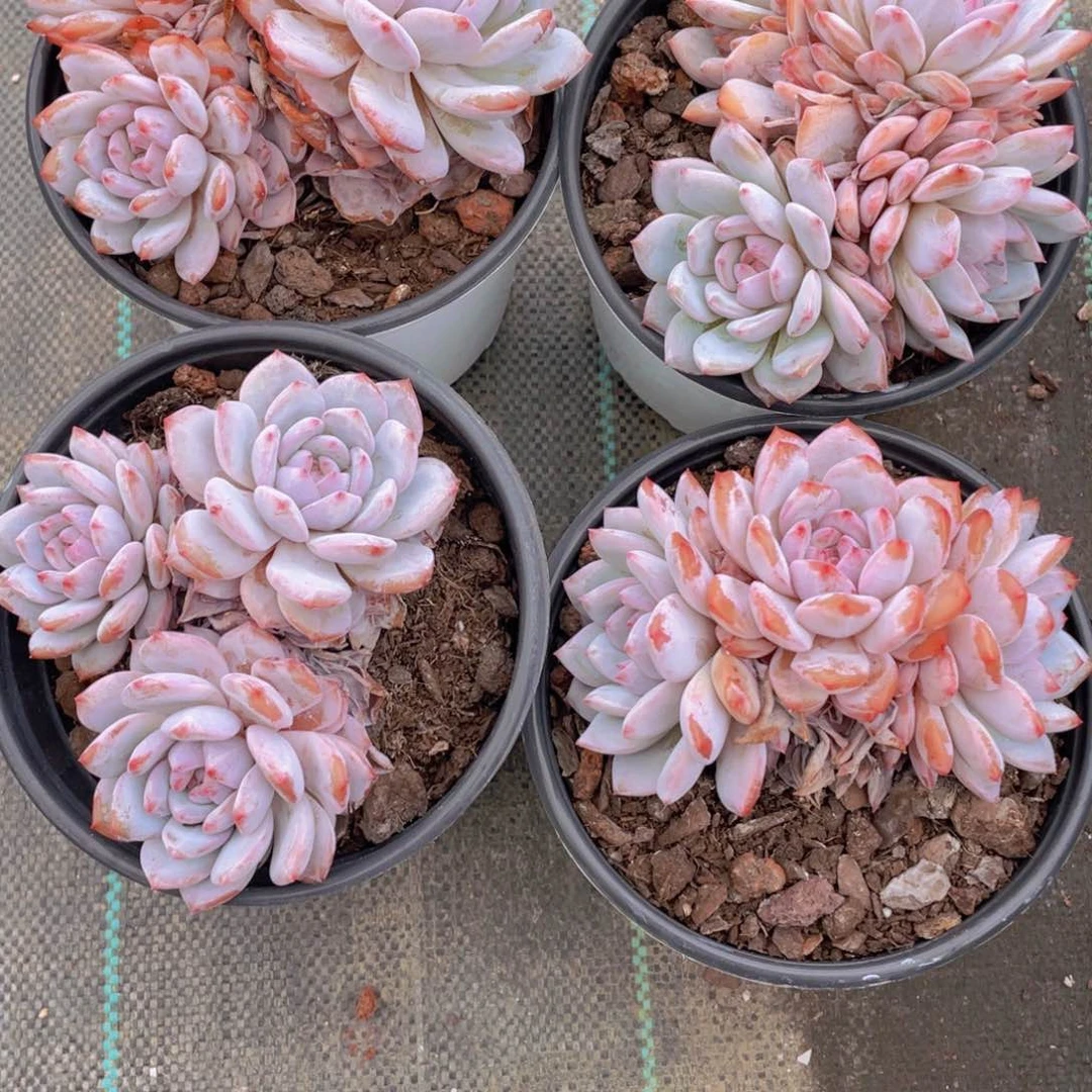 1116号 母本大群星星橙 易散 一个