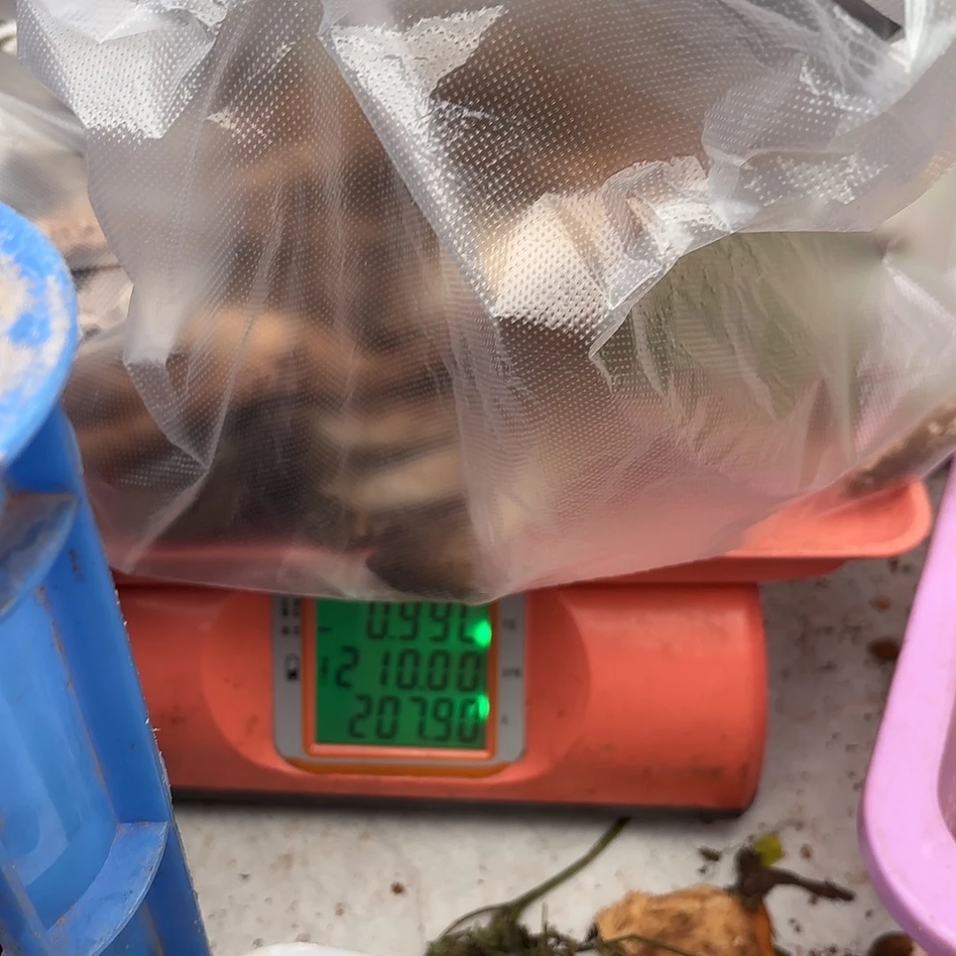 与****云南小表妹野生菌代购中国大陆