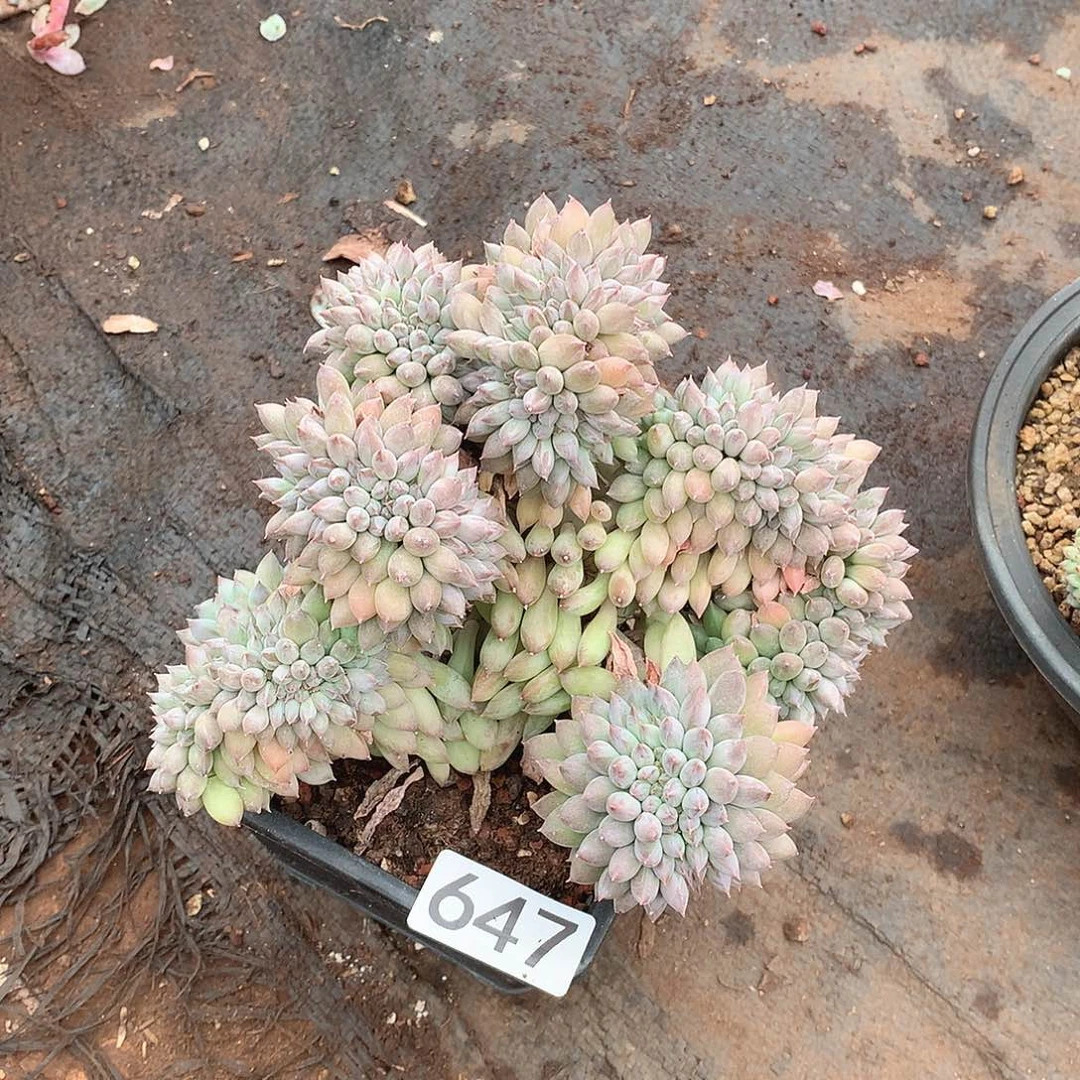 647所罗门缀一物一拍多肉