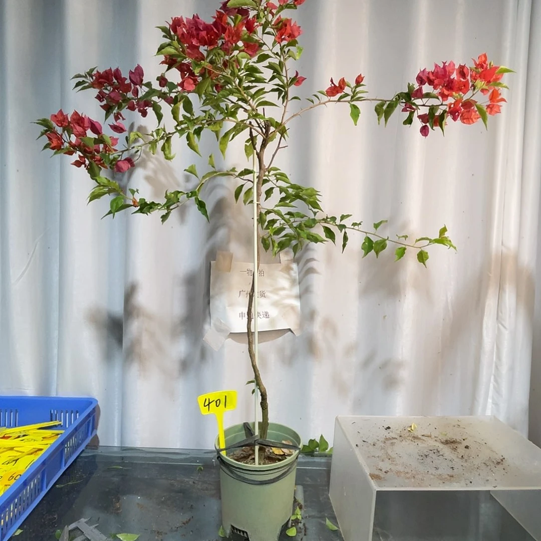 当前无花栽培后可以开花401热火桑巴细高飘