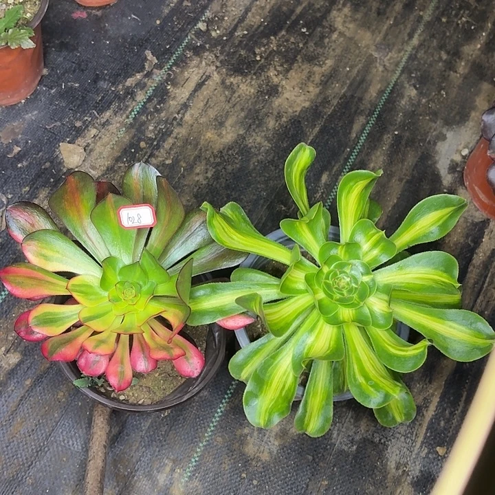 组合两个巫毒暴君1028多肉