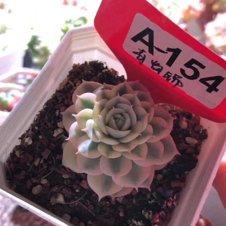 青岗锦有根有根有