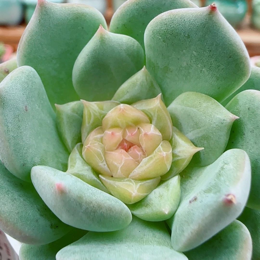 花语逸镜1006-428溏心