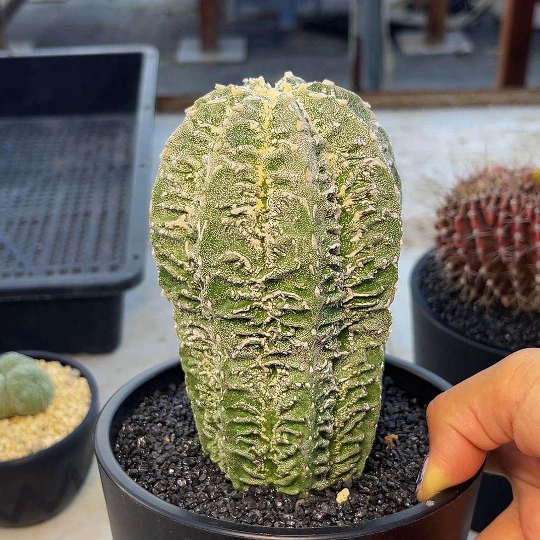 核桃恩冢Aaaaaaaaaaaaaa