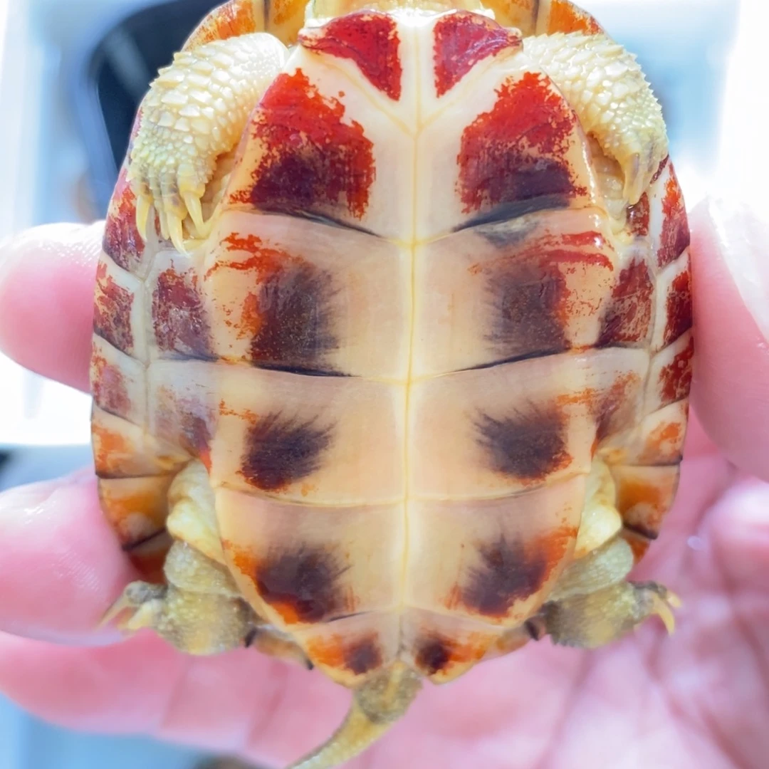 母宠物龟背甲6.3厘米瑕疵20米