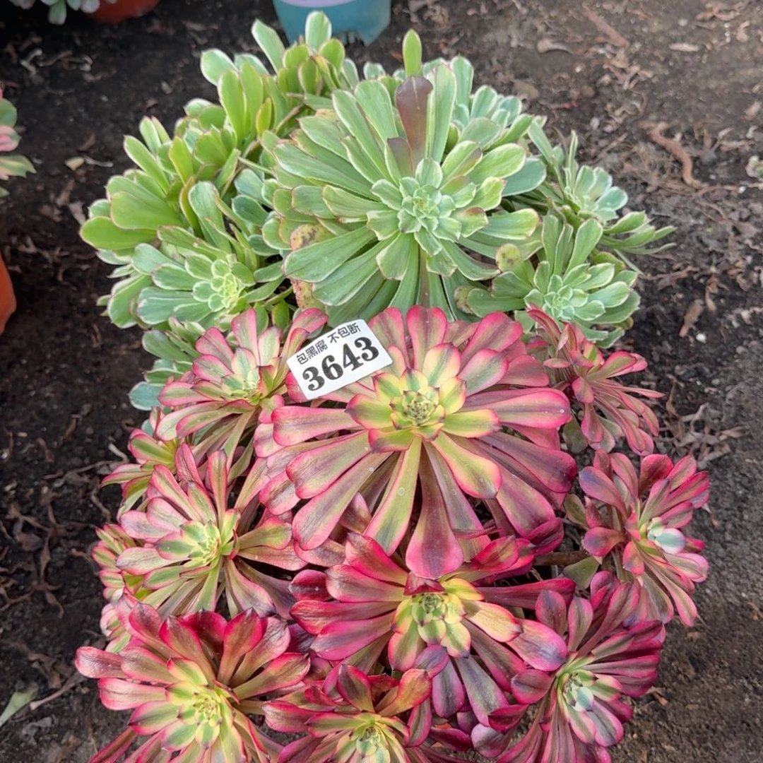 法师水墨画美肌3643 19-24