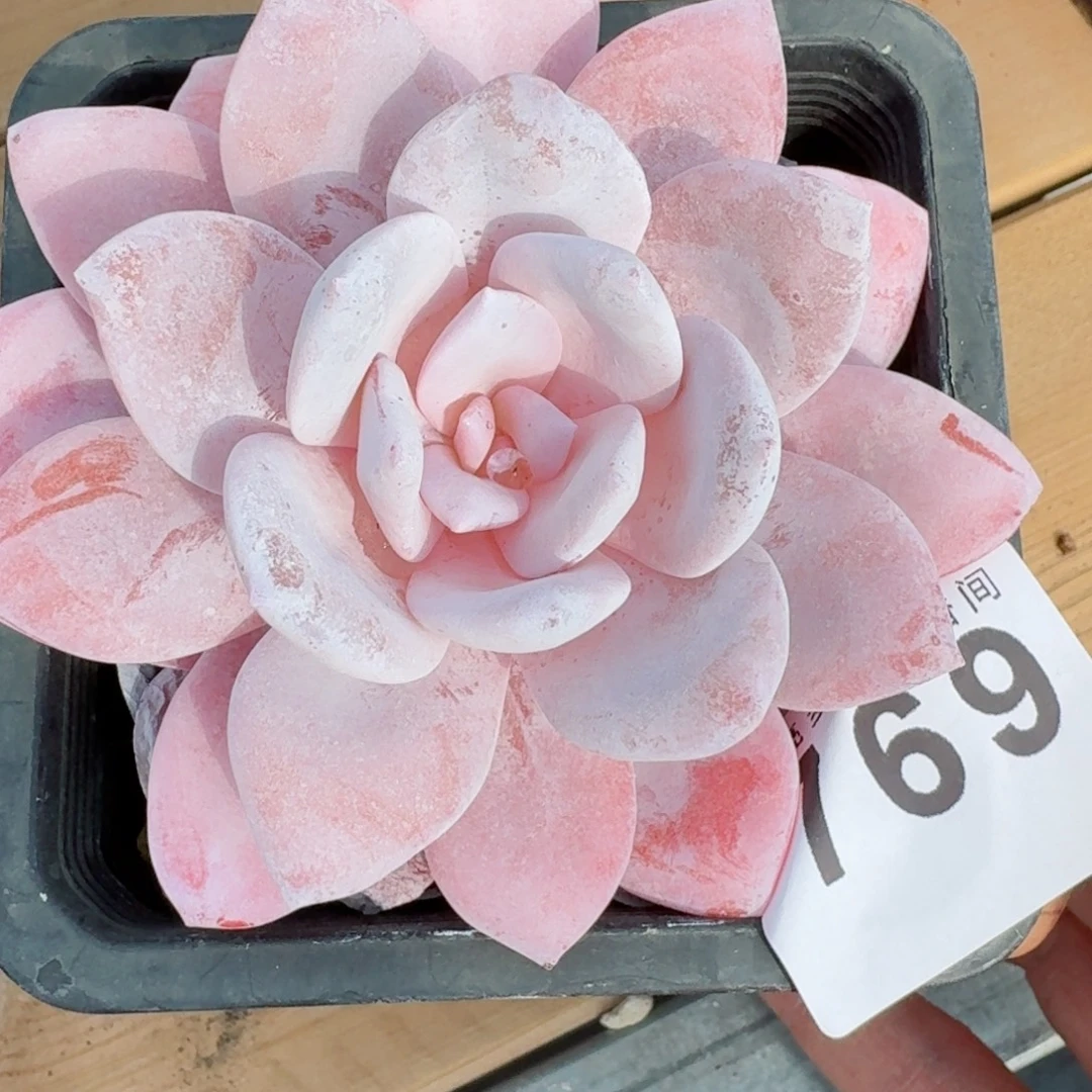 粉雪莲        平安福寿多，财运福运走上坡