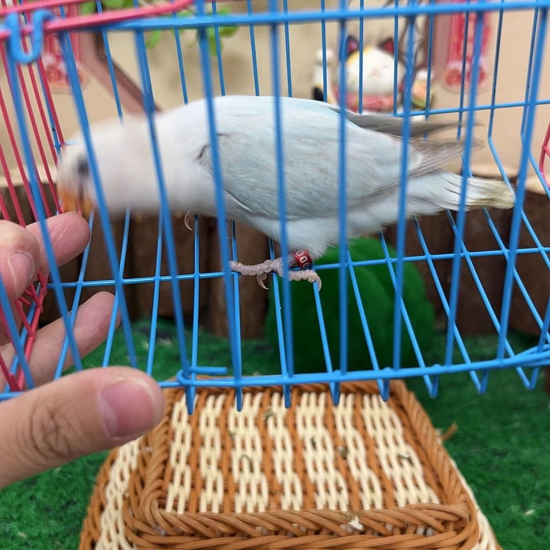 桃脸牡丹鹦鹉00096 松熏派m