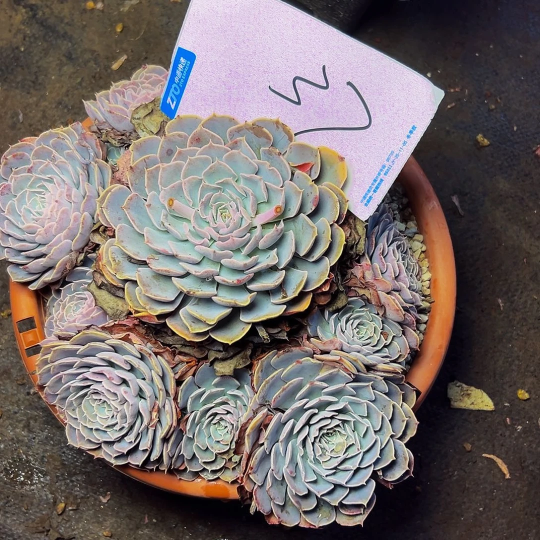 齐***齐37号一物一拍脱土包邮