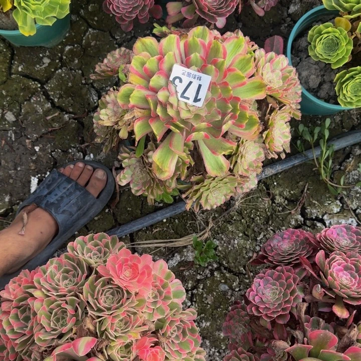 花脸粉黛29-6包邮花花