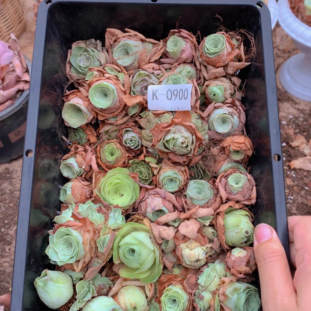 0900乱七八糟的小苗