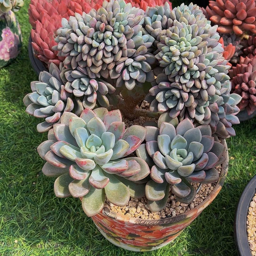 花瓣露树一物一拍