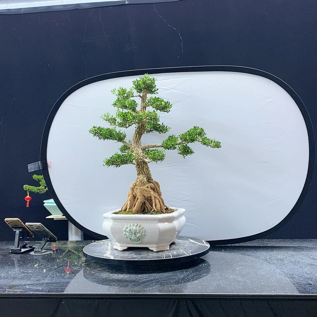 无花朵黄杨盆景艺术