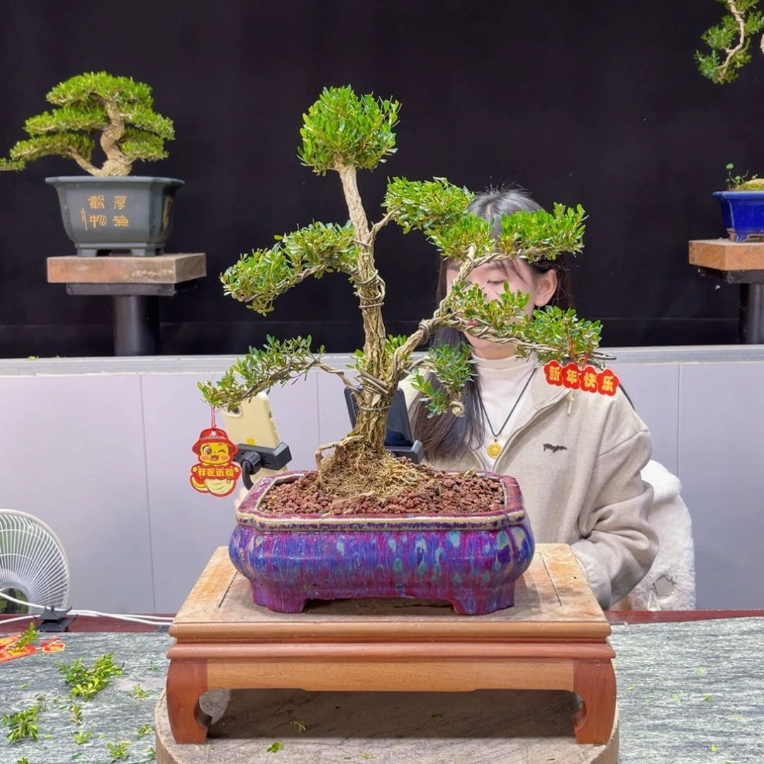 四季常青老桩黄杨盆景