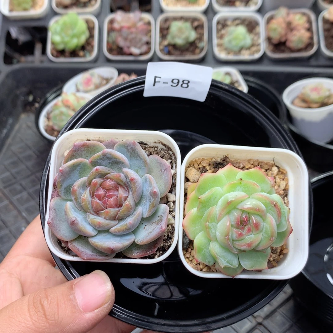 无花朵F98一英语英语
