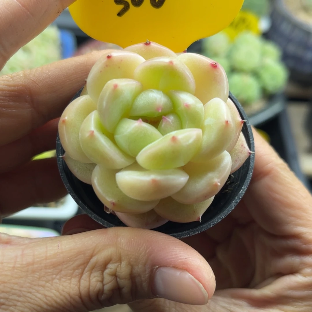 油透肥圆包珍妮3068