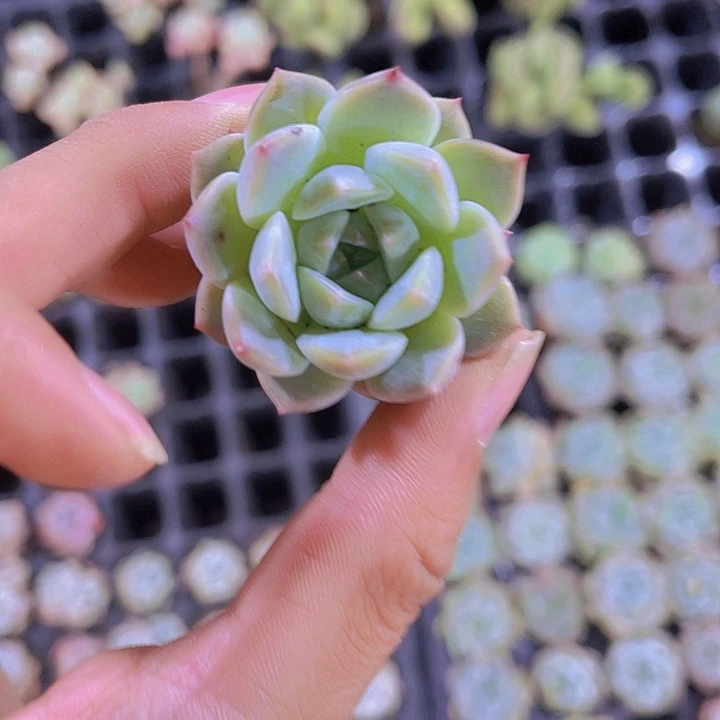 精品冰魄多肉植物