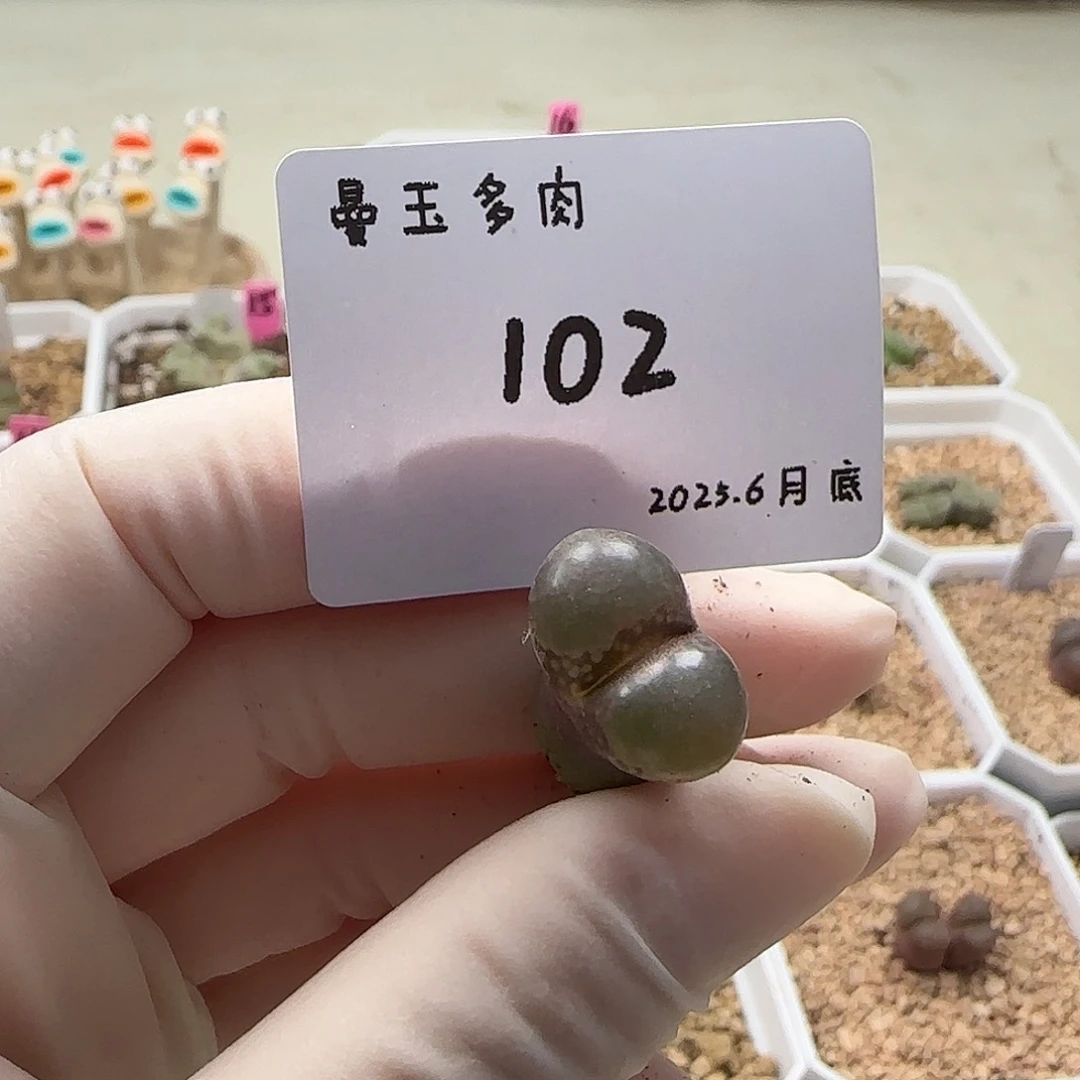 破***号多肉多肉多肉6.27-102