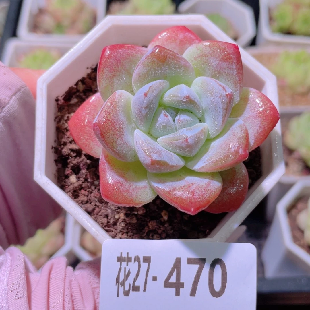 花利美27-470冰玉