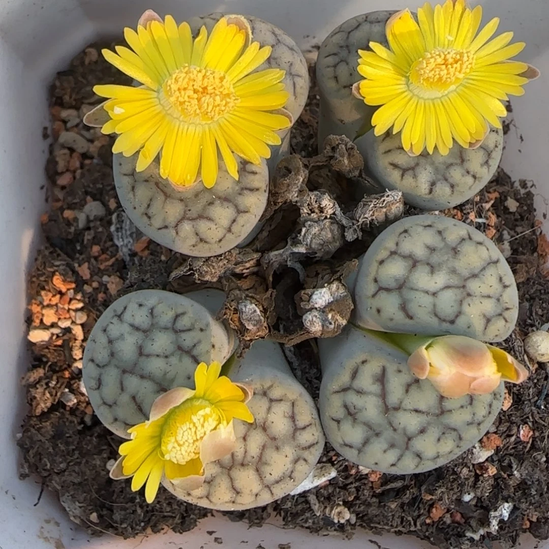 4头群蓝色大公爵福利