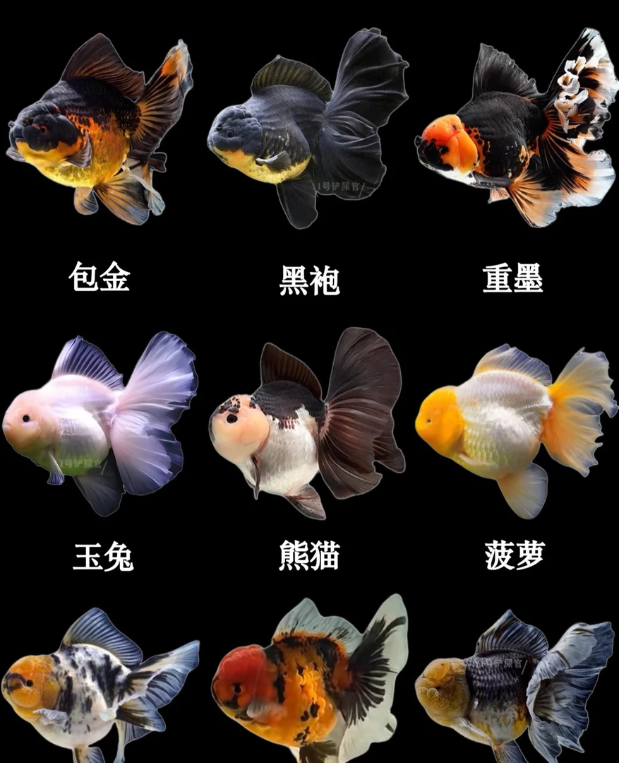 金鱼泰狮元宝随机一条