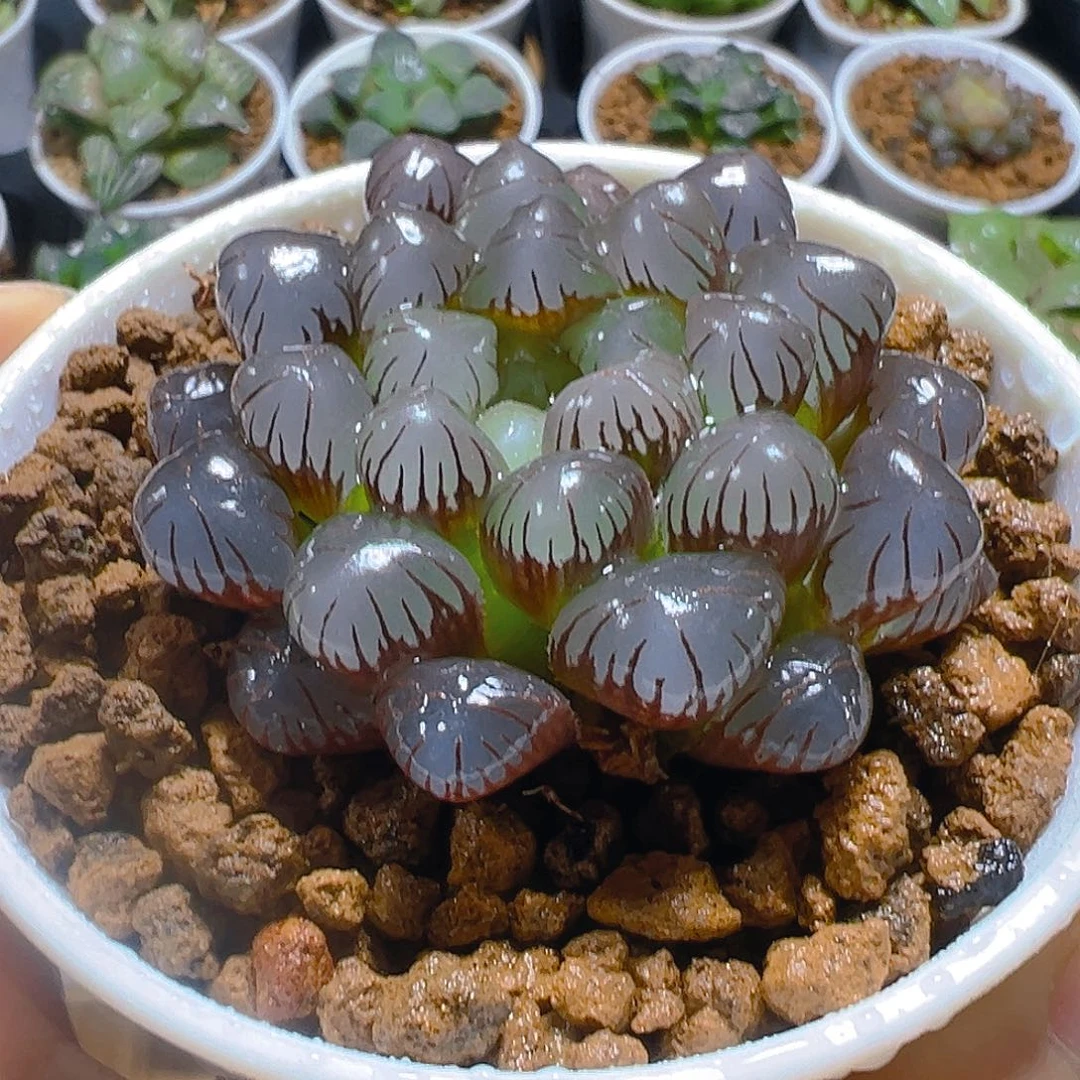 紫姬冰灯玉露多肉多肉一颗