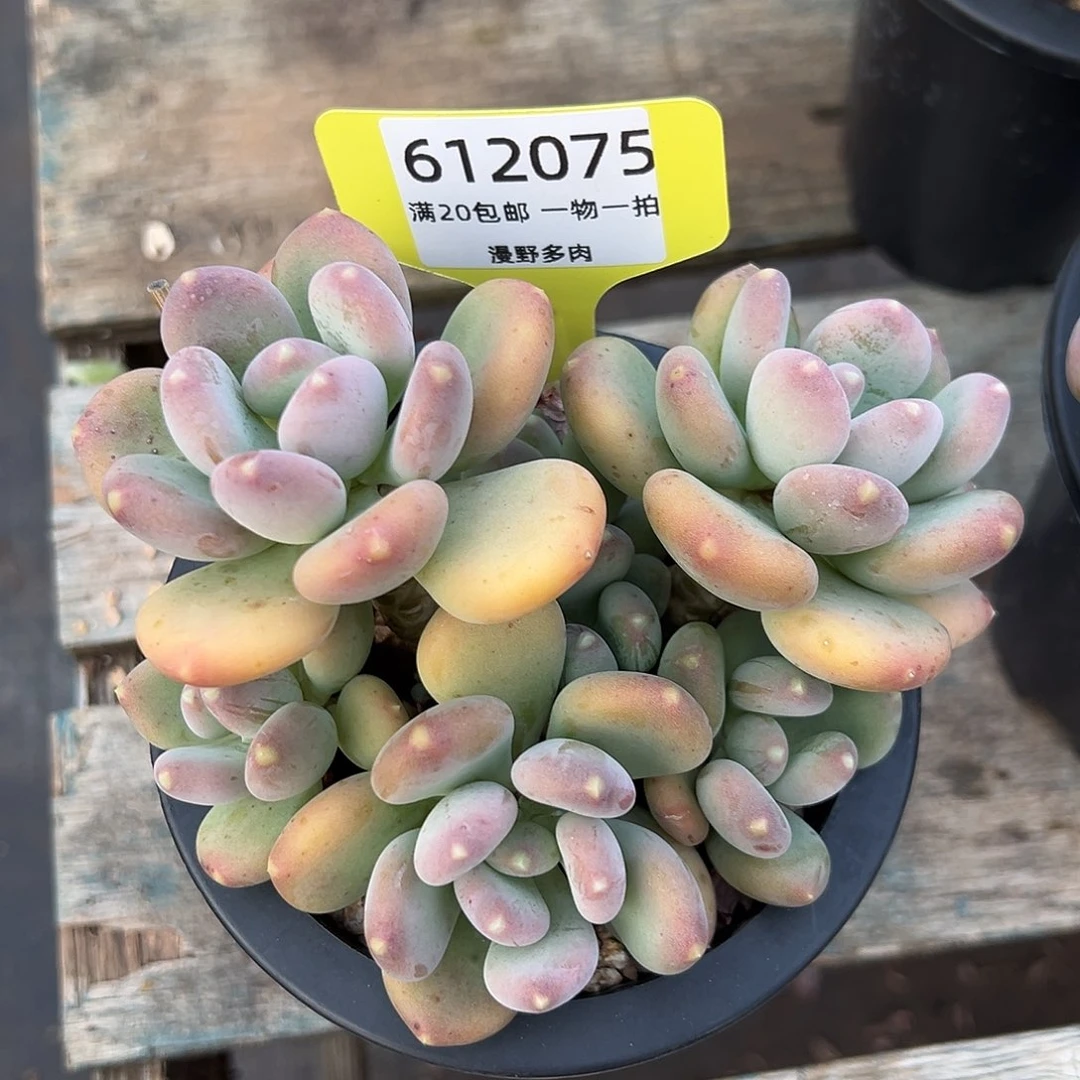 612075 玲珑美人群生无砍，必须拍冷链发货