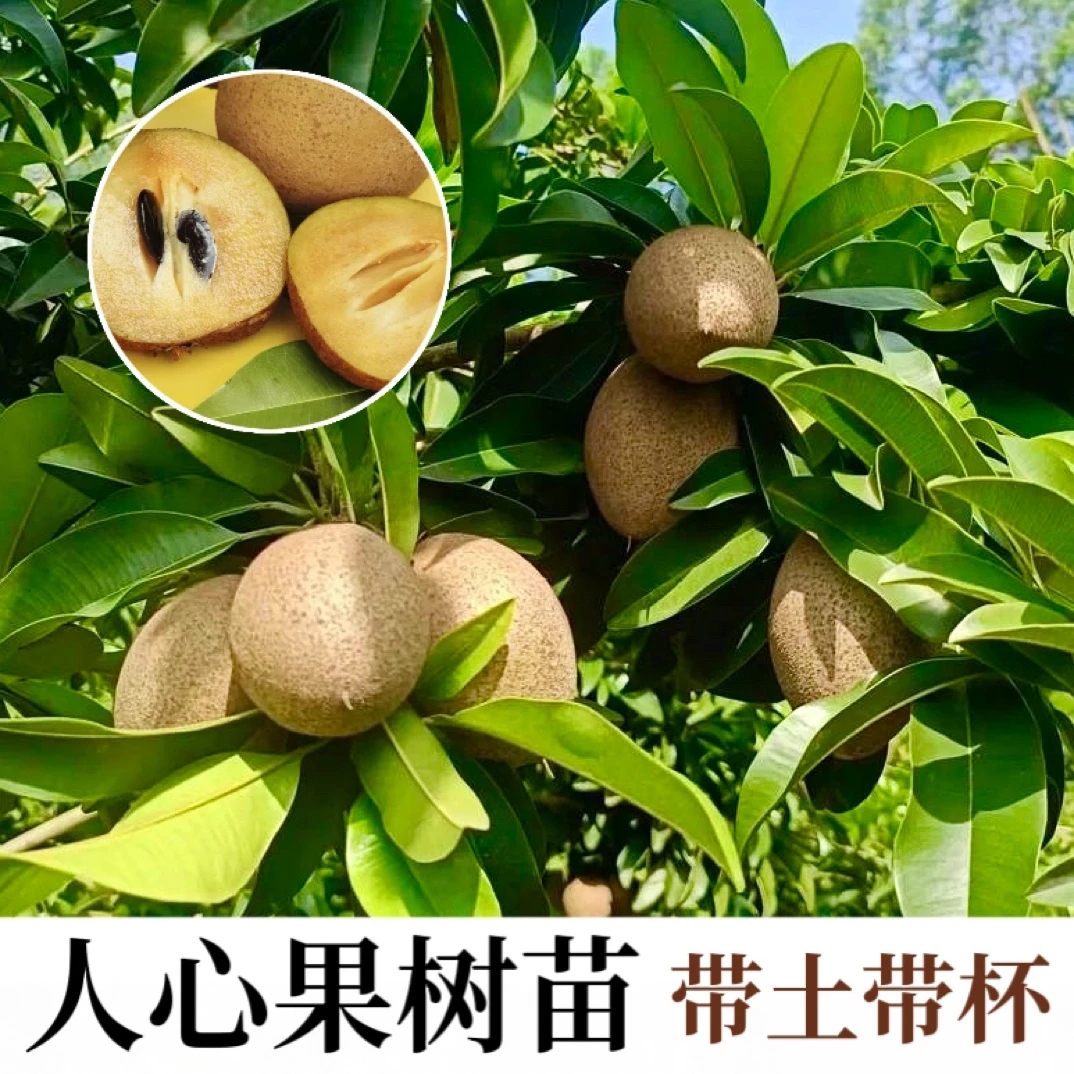 人心果盆栽地栽阳台种植可种植带土带杯带果