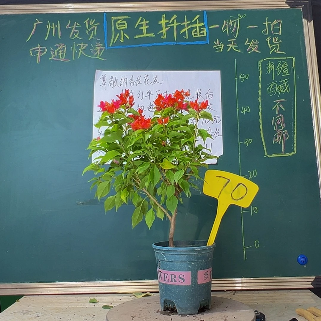 当前无花栽培后可以开花红狐狸70