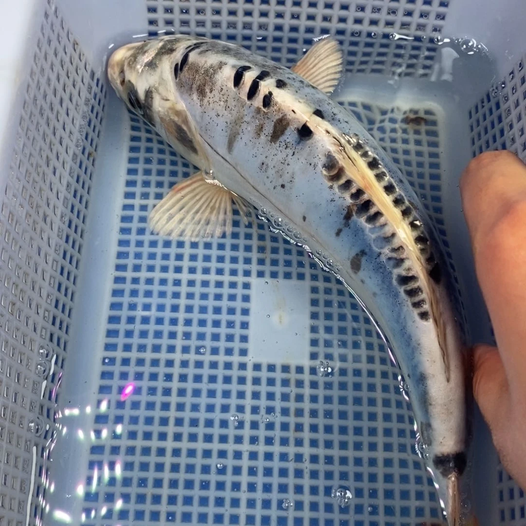 锦鲤冷水锦鲤包邮