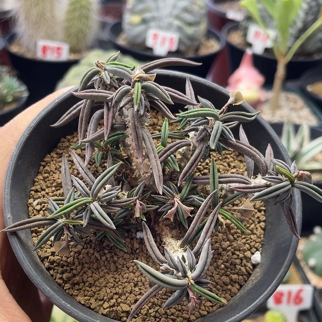 实生老桩雀舌麒麟仙人球