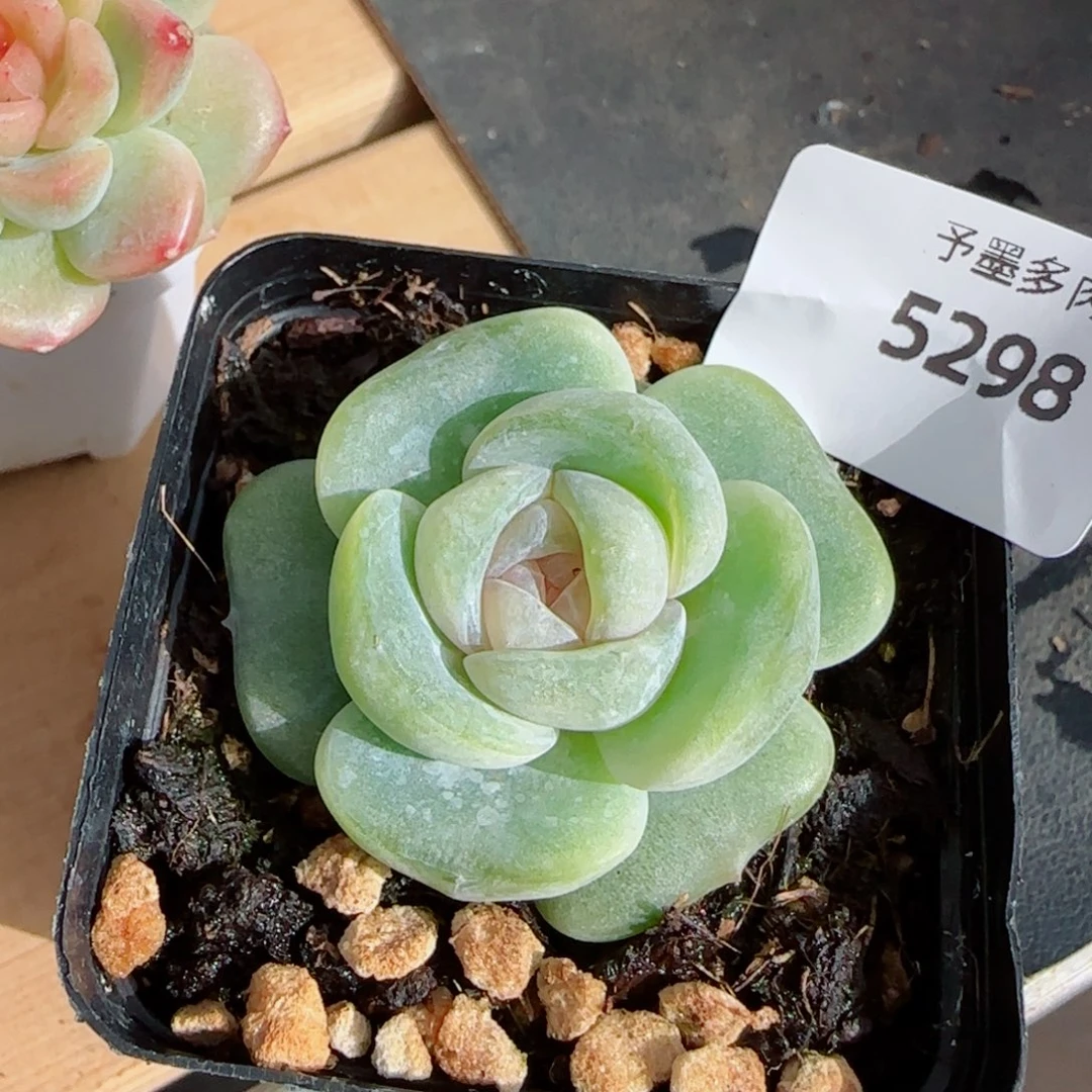 定繁珍妮，5298多肉植物