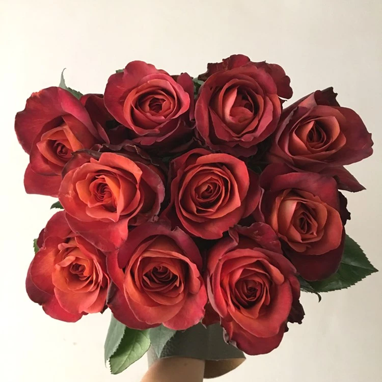 小院家裸根修剪发货 咖啡时间/休憩 花苗丹陶复古色浓香切花抗病