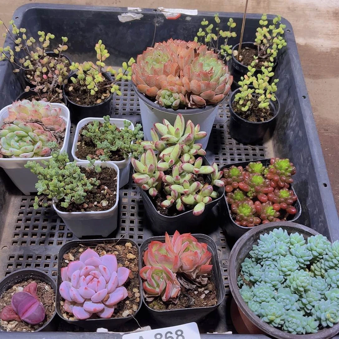 多肉868多肉植物