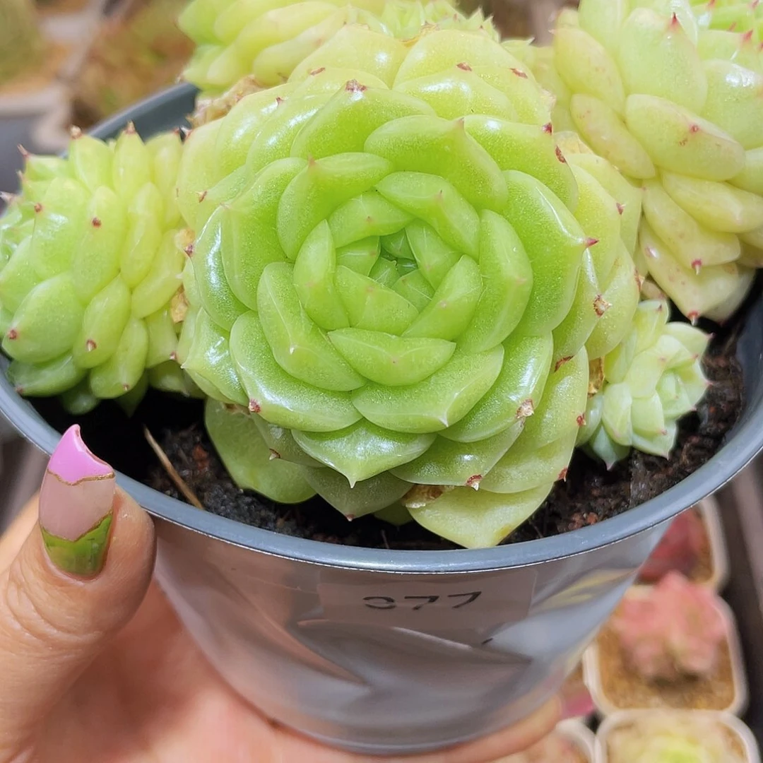 377白银祭司母本不包整