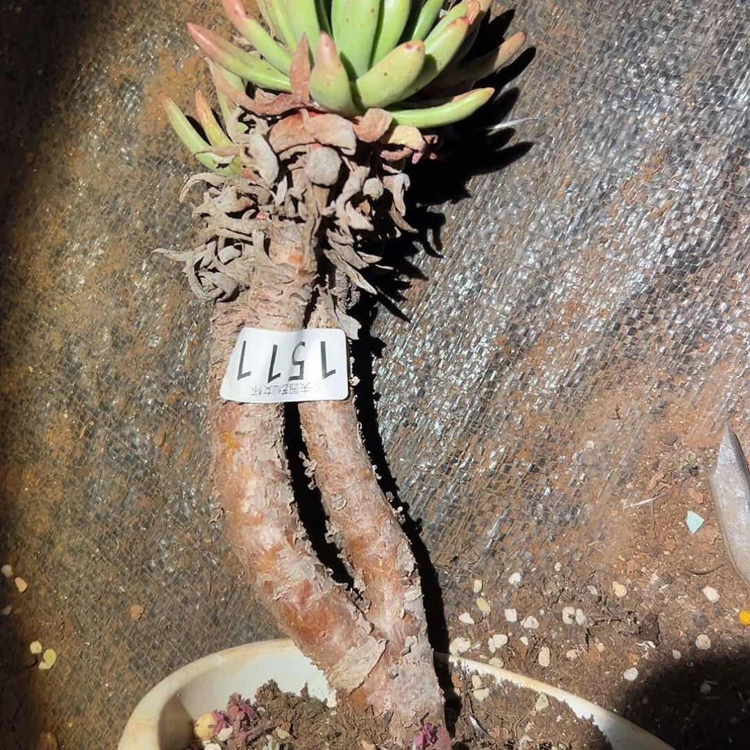 南***狗青岗苹果叶仙女杯多肉