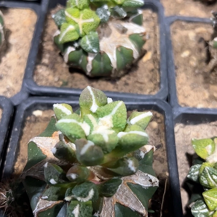 陶*子三颗大尤黑牡丹