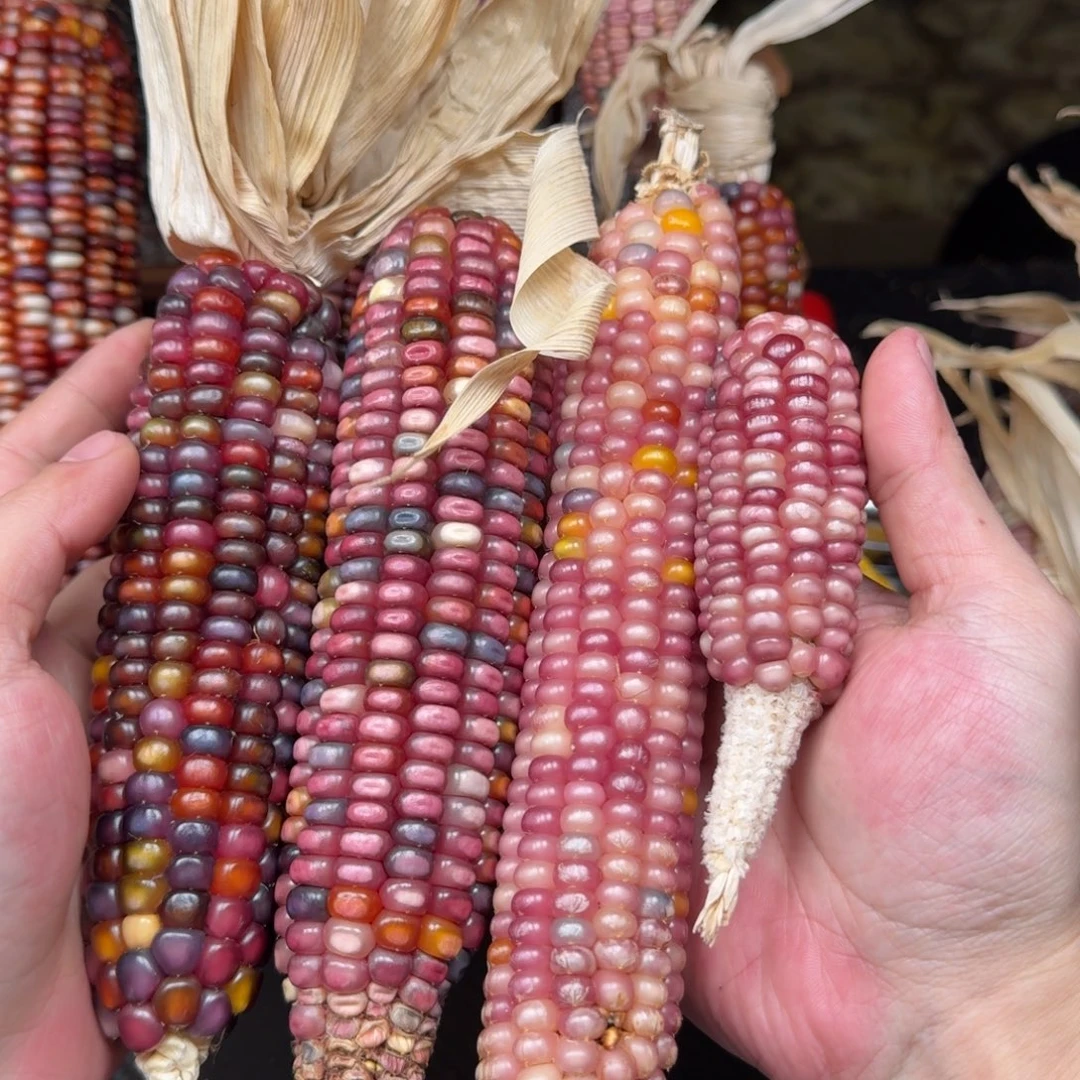 .***.吊坠柏香籽/百香籽